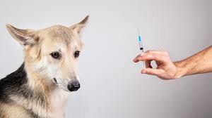 Vaccination for Animal Health-97c3d91e
