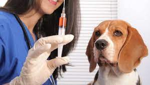 Veterinary Vaccine-93e069be