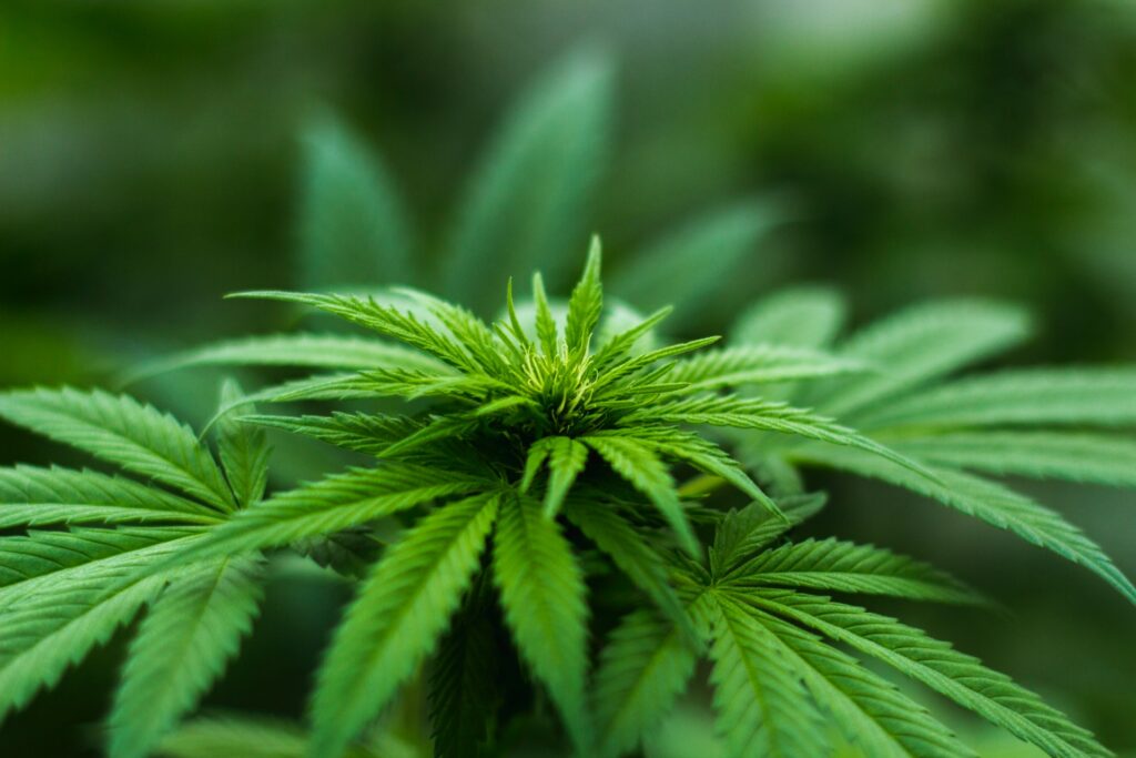 3 Creative Ideas For Storing Your Cannabis