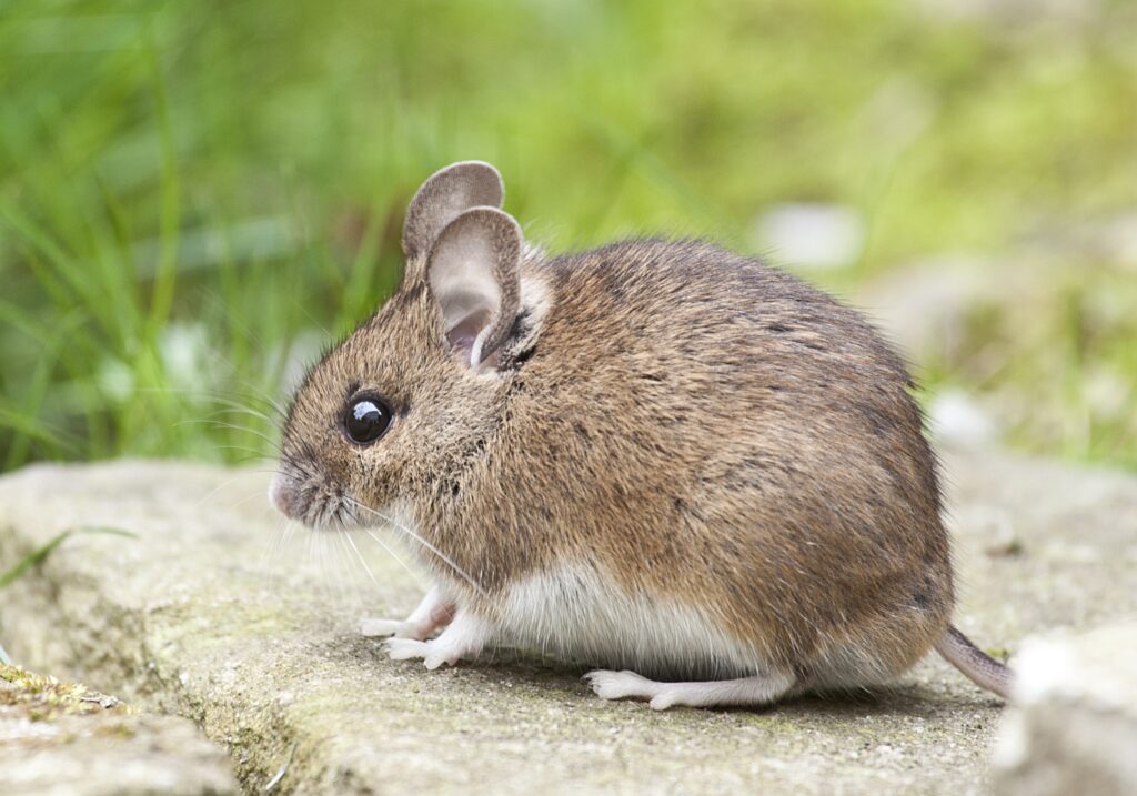 pest removal
