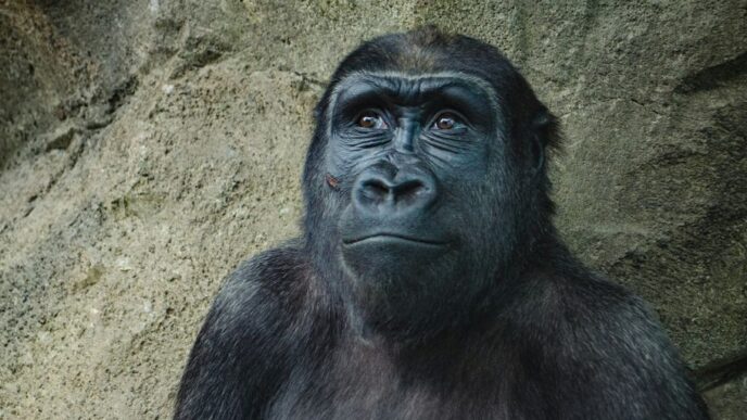 closeup photo of black gorilla