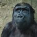 closeup photo of black gorilla