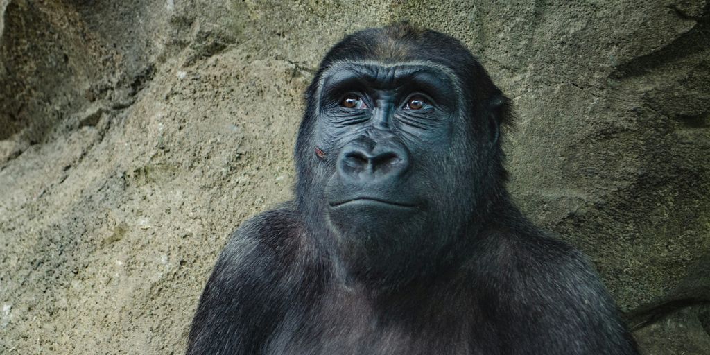 closeup photo of black gorilla