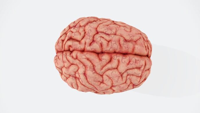 a close up of a human brain on a white background