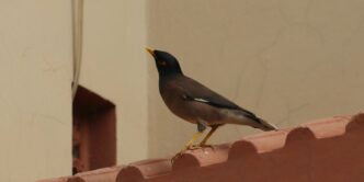 A small bird perched on the edge of a building