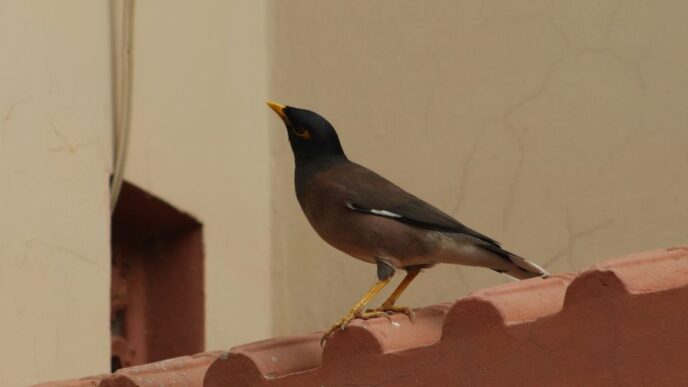 A small bird perched on the edge of a building