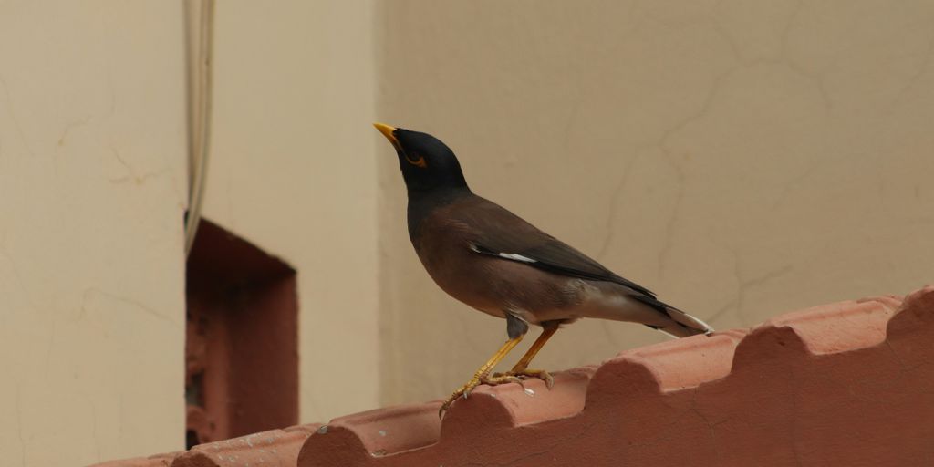 A small bird perched on the edge of a building