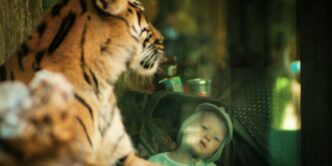 a young child looking at a tiger through a window