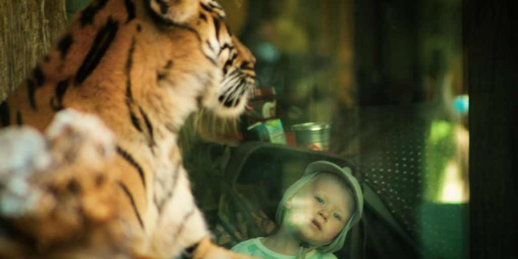 a young child looking at a tiger through a window