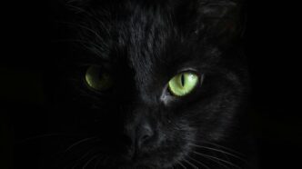 macro photography of black cat