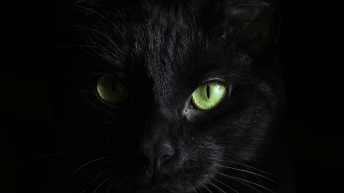 macro photography of black cat