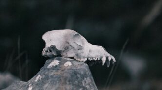 A skull rests on a weathered rock.