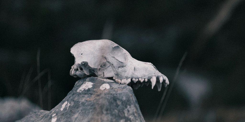 A skull rests on a weathered rock.