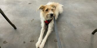 white and brown long coated dog on gray concrete floor
