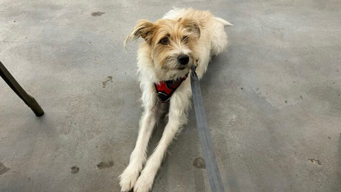 white and brown long coated dog on gray concrete floor
