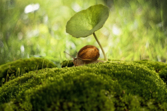 Giant African Land Snails