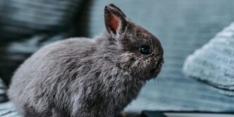 a rabbit sitting on a couch next to a tablet