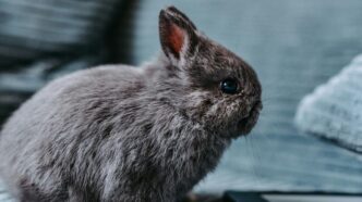 a rabbit sitting on a couch next to a tablet