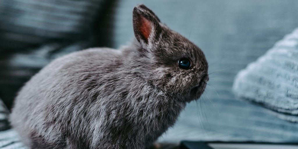 a rabbit sitting on a couch next to a tablet