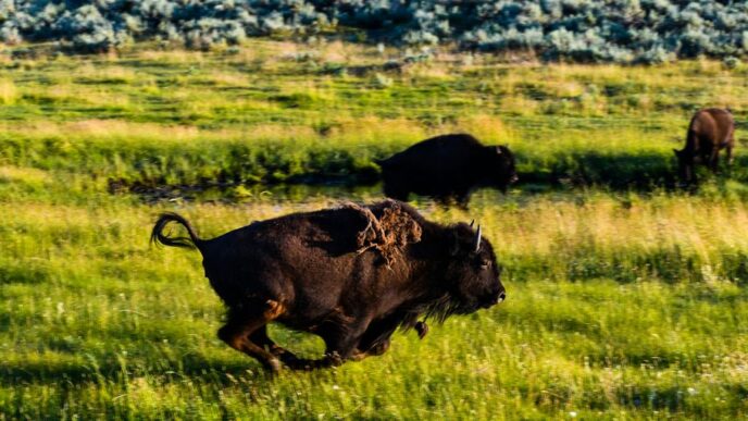 brown bison on green grass field during daytime