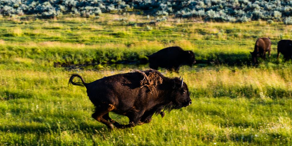 brown bison on green grass field during daytime