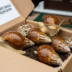Buy Giant African Land Snails Online