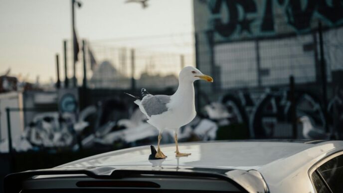 A seagull stands on top of a car.
