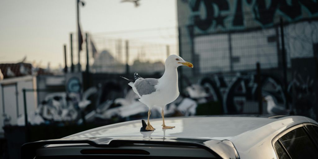 A seagull stands on top of a car.