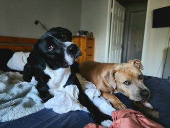 Pets