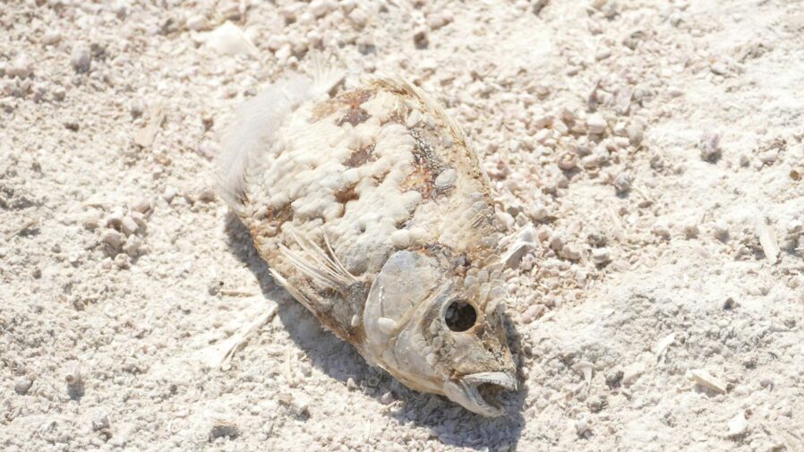 brown and white fish on brown sand