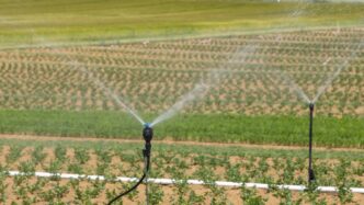 Two sprinklers spraying water on a corn field