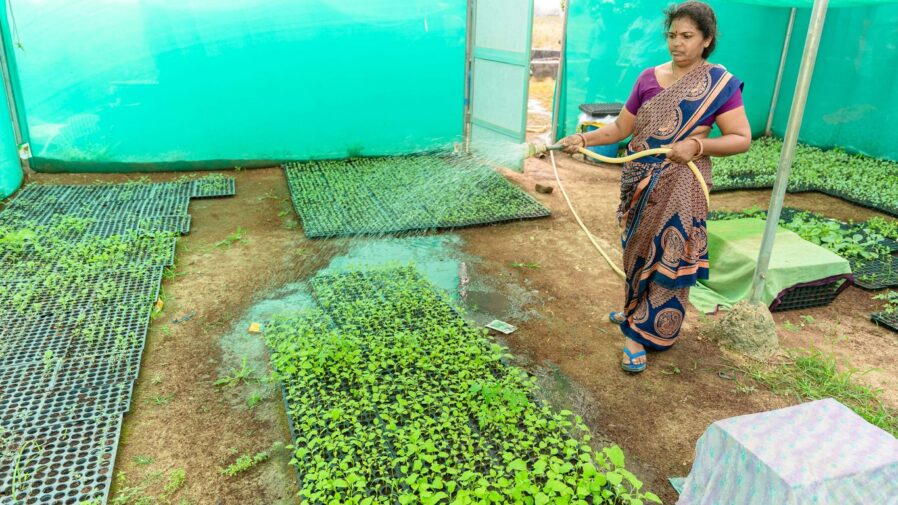 a woman watering plants in a greenhouse