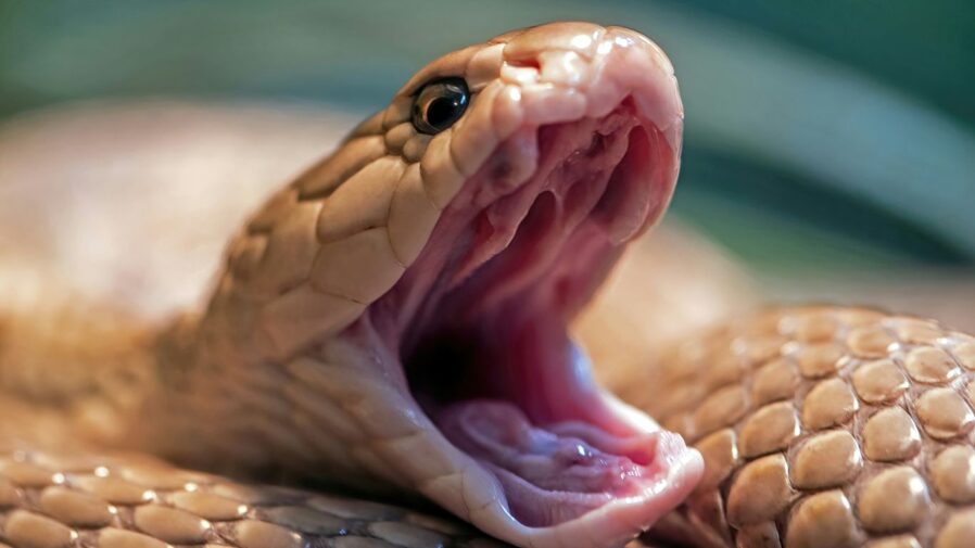 a lizard with its mouth open