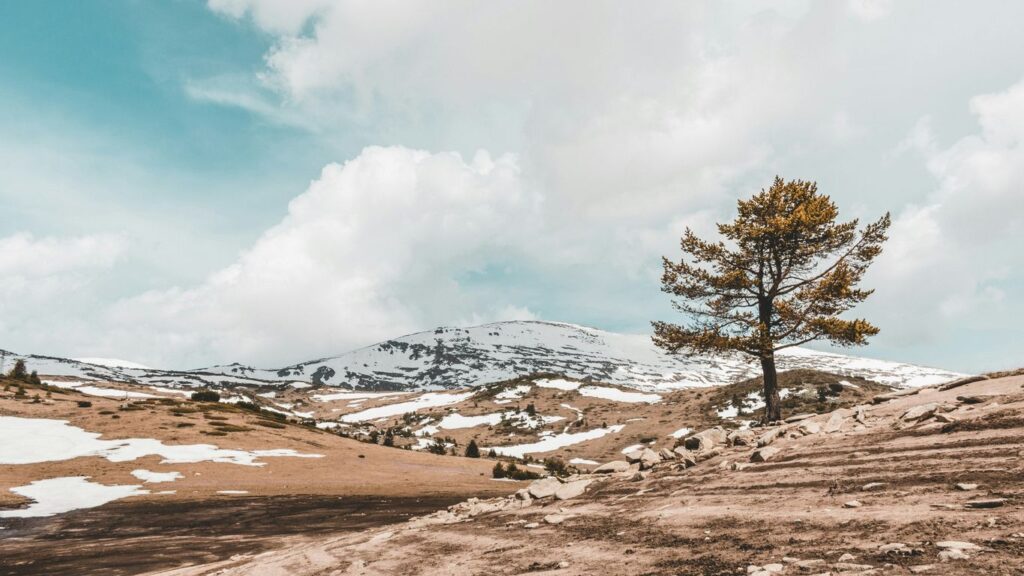 a lone tree in the middle of a snowy landscape