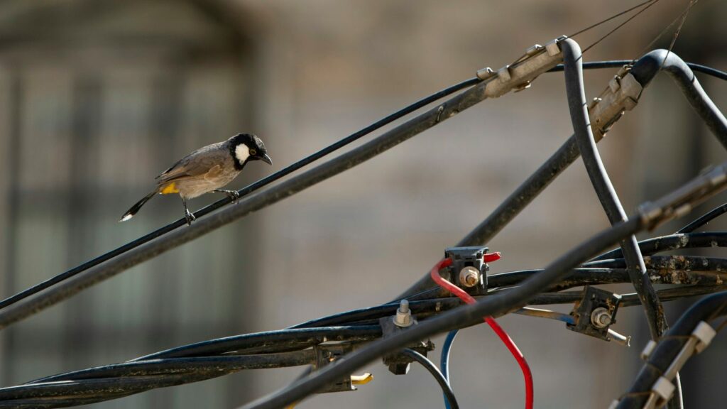 A white-eared bulbul bird perched on power lines.