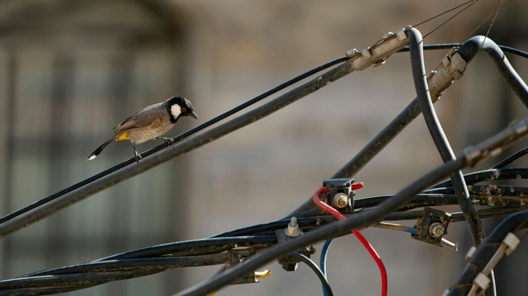 A white-eared bulbul bird perched on power lines.