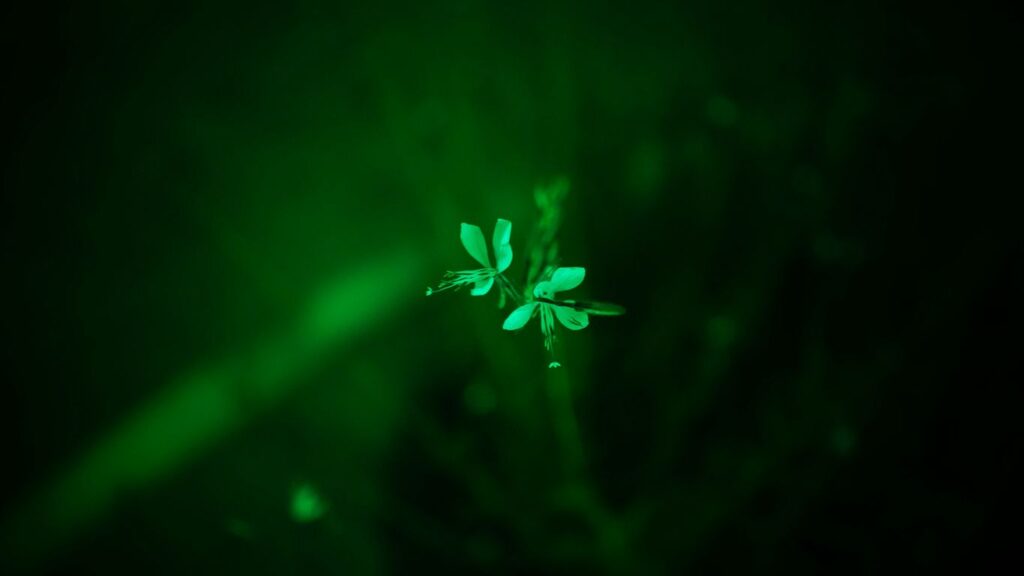 A blurry photo of a plant with a green light