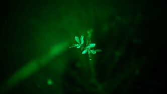 A blurry photo of a plant with a green light