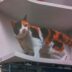 A picture of a cat on the side of a building