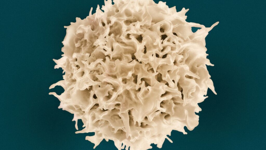a close up of a white substance on a blue background