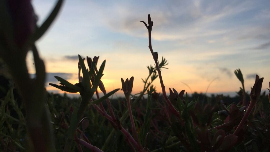 a field of plants with a blue sky in the background