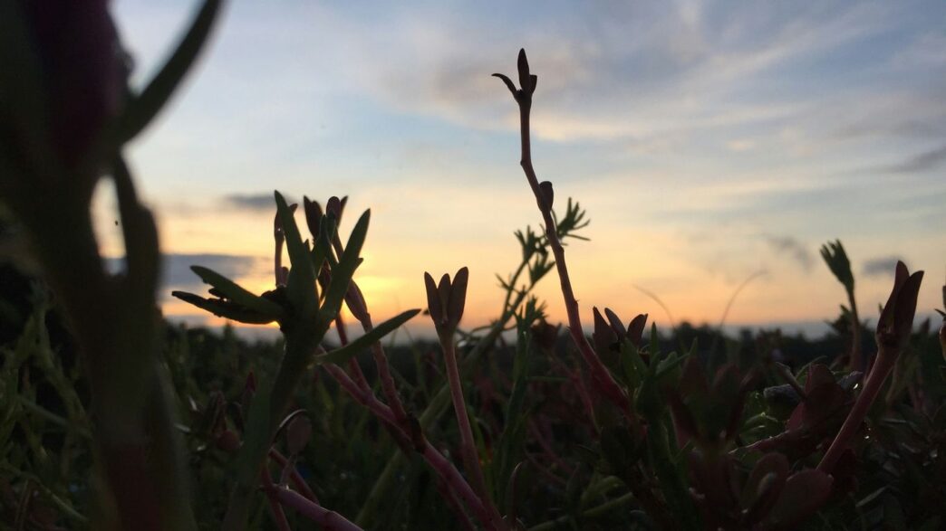a field of plants with a blue sky in the background