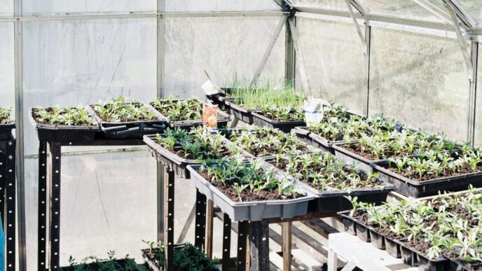 green leafed plants