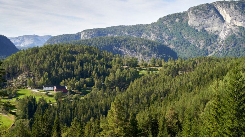 Dense evergreen forest with a house on a hillside.
