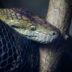 a close up of a snake on a tree branch