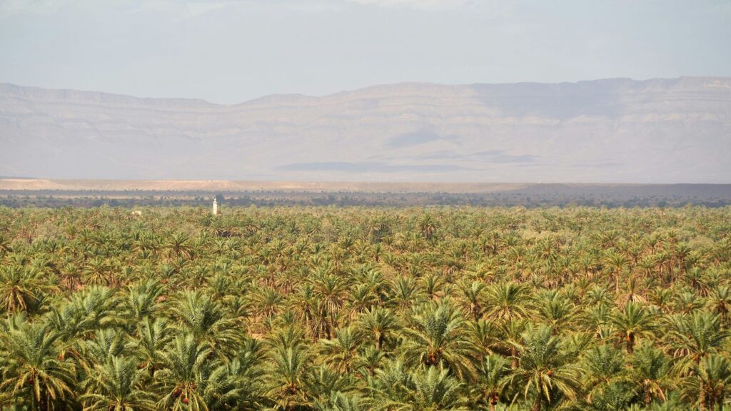 green and brown wheat field during daytime