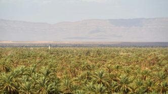 green and brown wheat field during daytime