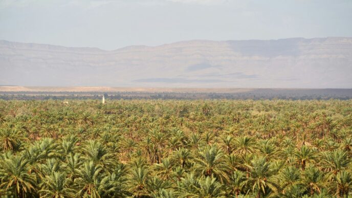 green and brown wheat field during daytime