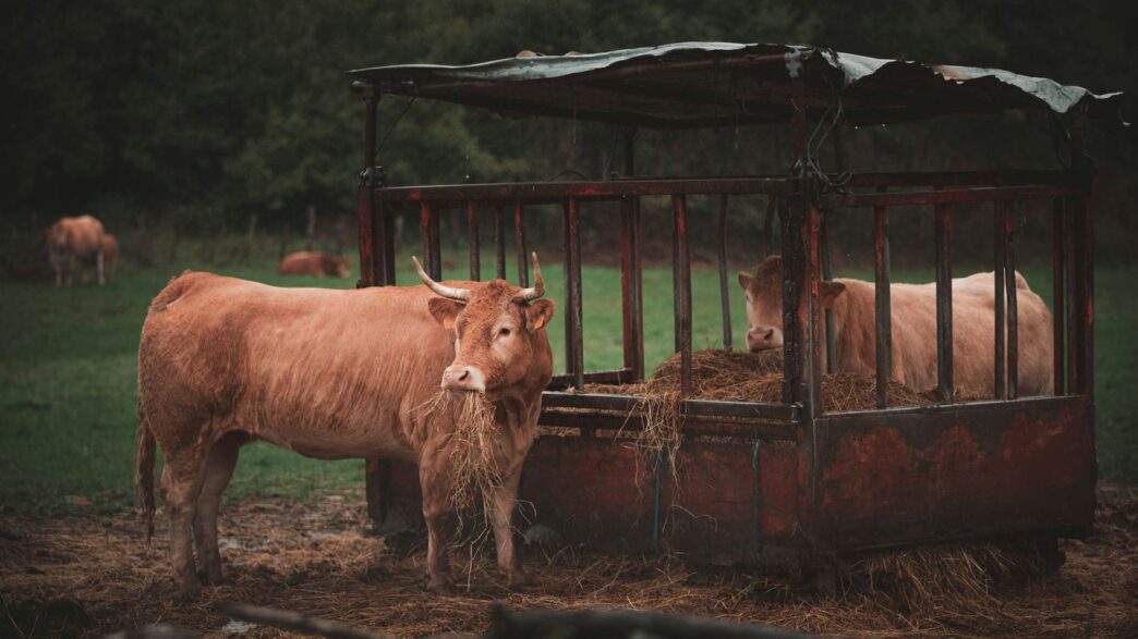 a couple of brown cows standing next to each other