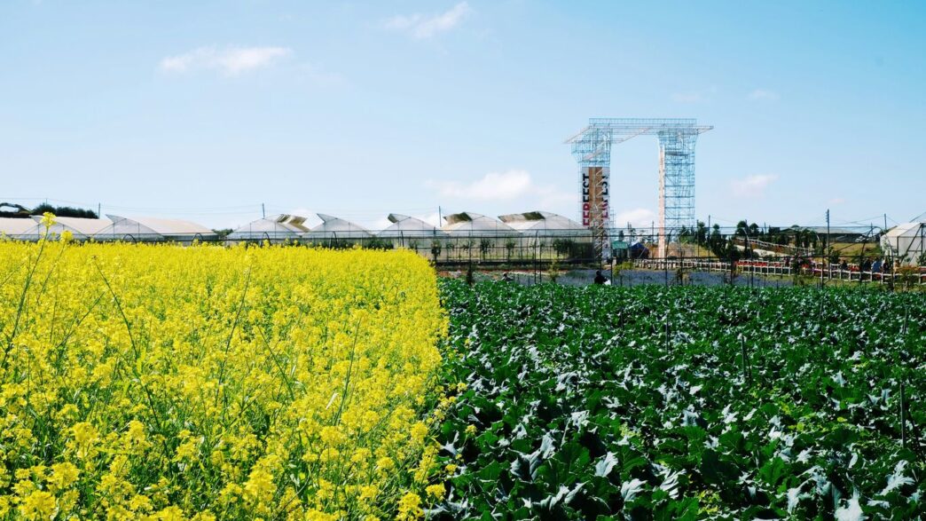 yellow flower field near green trees and buildings during daytime
